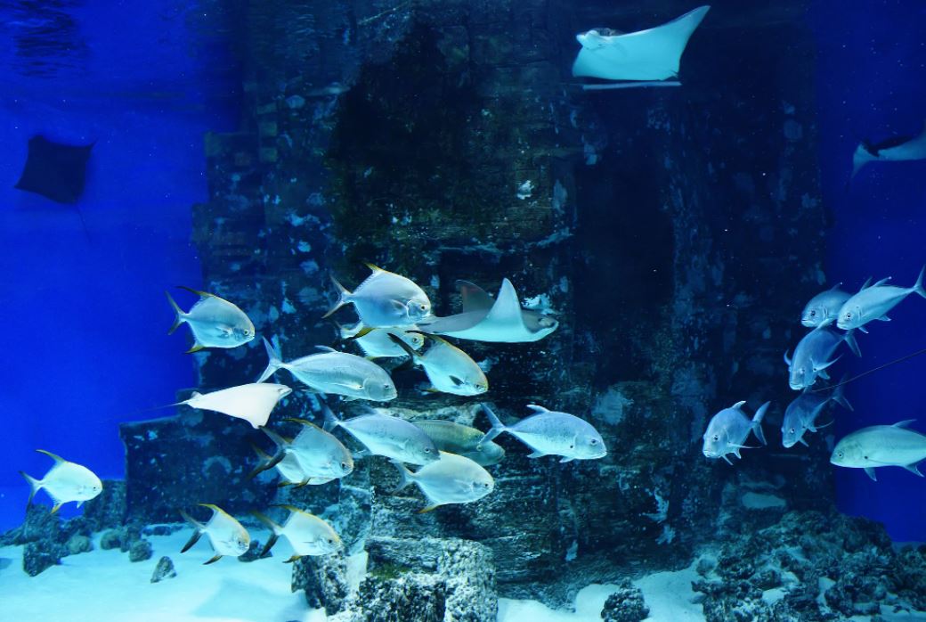 AMLO ordena informe sobre acuario de Veracruz