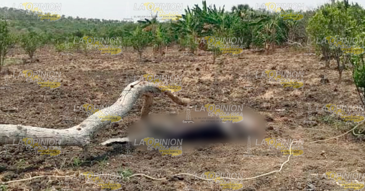 Muere tras ser golpeado por la rama de un árbol