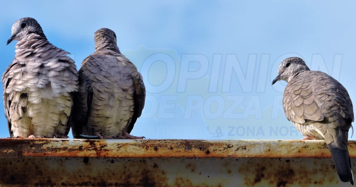 Poza Rica se suma al conteo mundial de aves