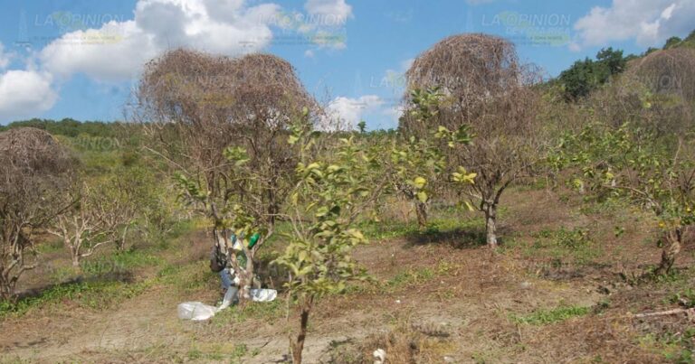 Productores deben de dejar el uso de químicos