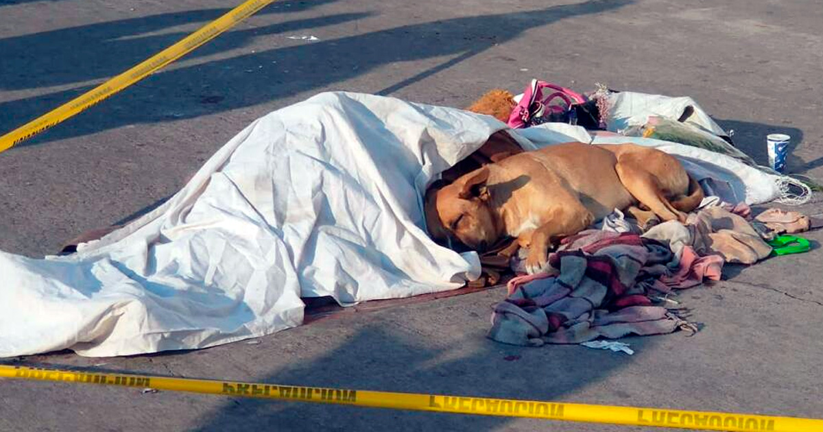 Rescatan a perrito cuyo dueño murió afuera de estación del Metro CDMX