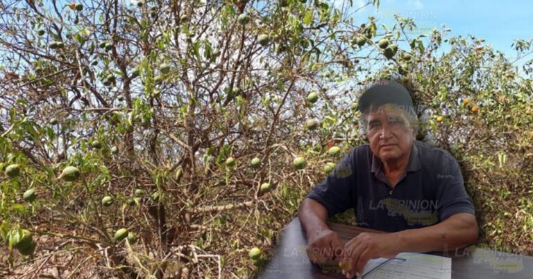 Se desploman precios de los cítricos en Tuxpan por la sequía