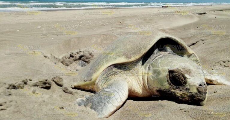 Sin fecha para liberación de tortugas