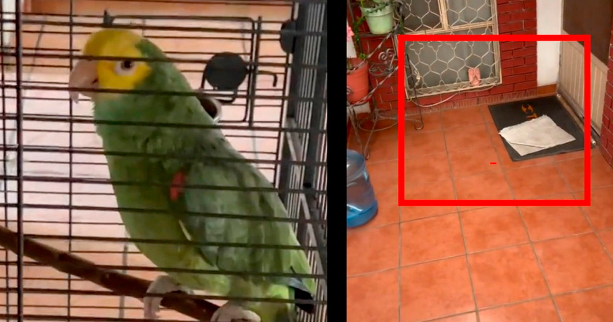 Testigos de Jehová esperaron 30 minutos afuera de casa tras recibir respuesta; perico era quien respondía: "ahí voy”