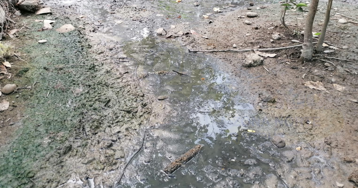 Familias viven sobre el drenaje; ya hay infantes enfermos