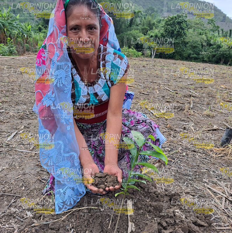 Arranca tercera jornada nacional de siembra Arranca tercera jornada nacional de siembra6