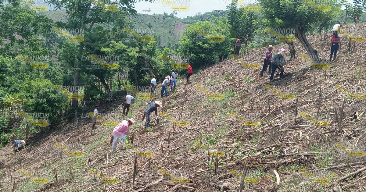Arranca tercera jornada nacional de siembra Arranca tercera jornada nacional de siembra