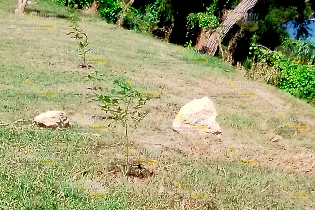 Ciudadanos reforestan la ribera del río Cazones Ciudadanos reforestan la ribera del río Cazones 3