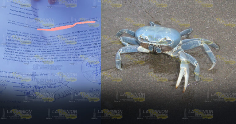 Comienza depredación del cangrejo azul en Cazones; denuncian animalistas