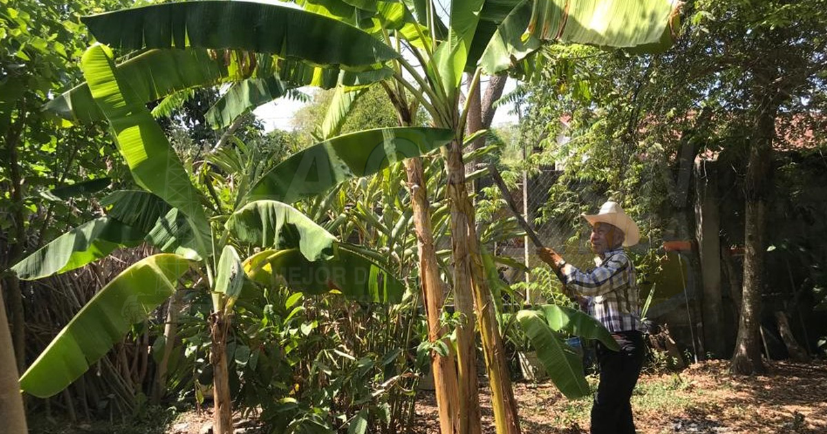 Estímulos para productores de plátano