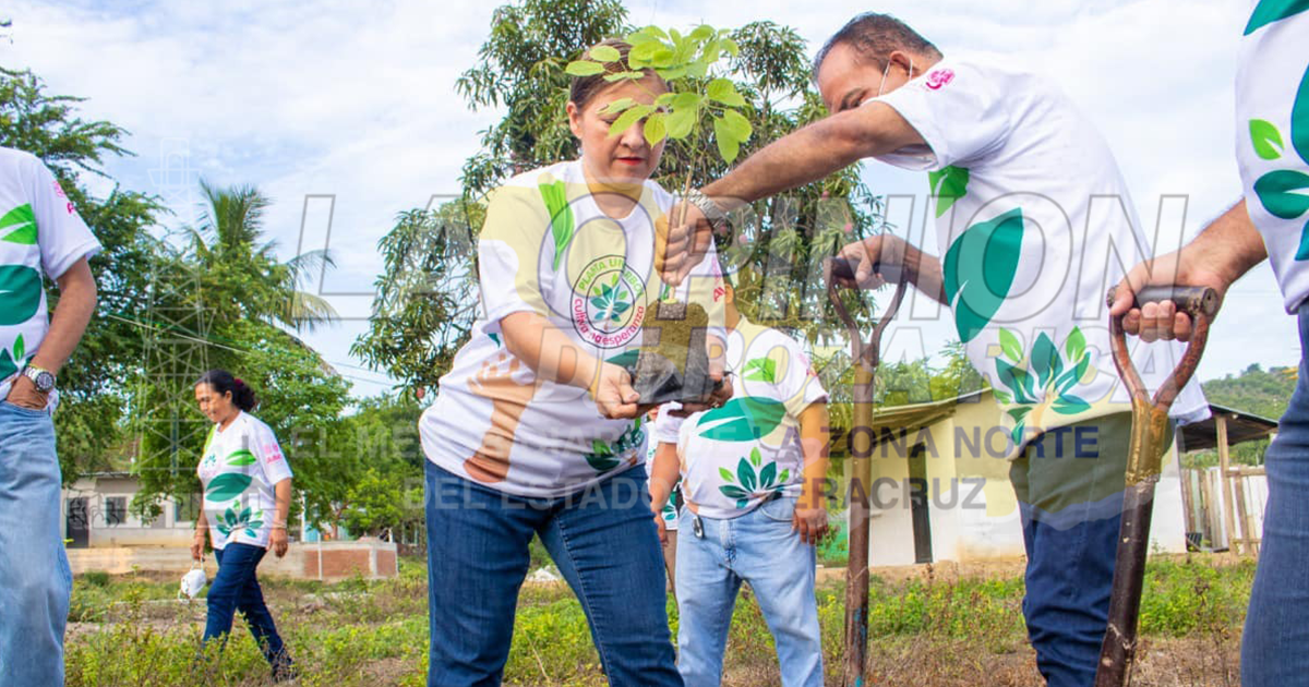 Todos a sembrar árboles en Álamo Todos a sembrar árboles en Álamo