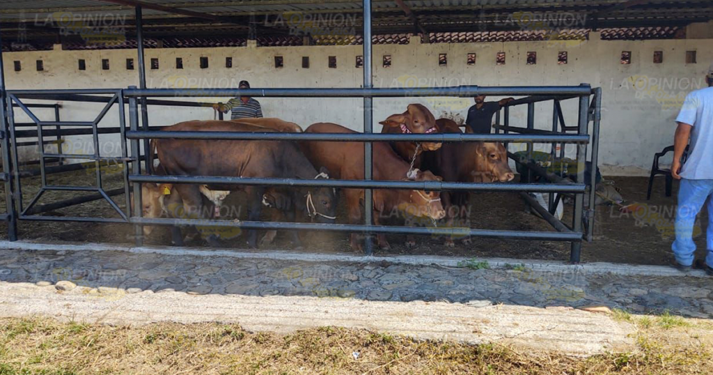 Falta de agua eleva costos de producción del ganado