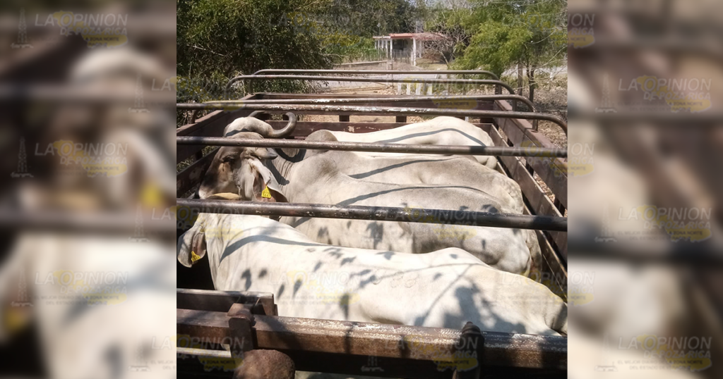 Falta de agua eleva costos de producción del ganado