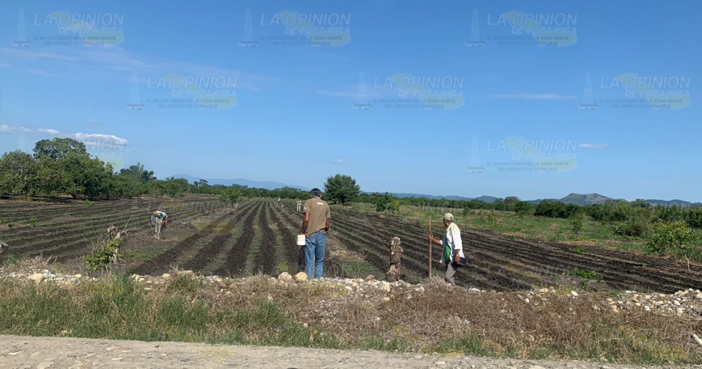 Ofrecen a productores de maíz, frijol precios de garantía