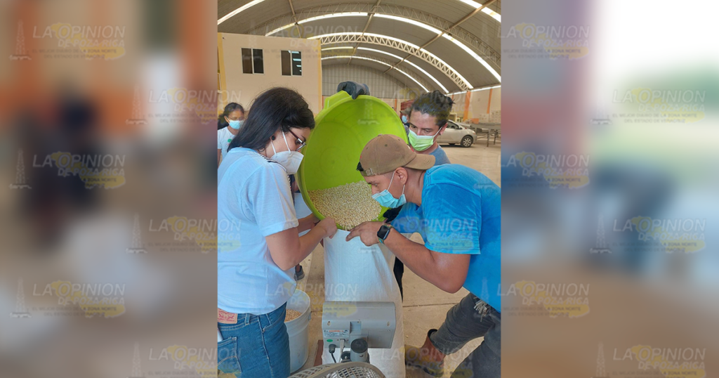 Garantizan la disponibilidad Del maíz para comercialización