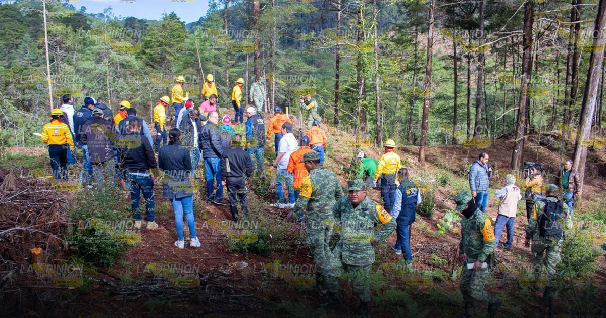 Impulsan programa de reforestación para el cuidado del medio ambiente Impulsan programa de reforestación para el cuidado del medio ambiente