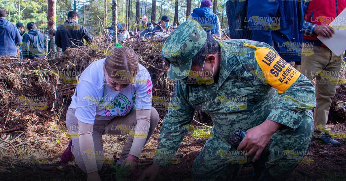 Impulsan programa de reforestación para el cuidado del medio ambiente Impulsan programa de reforestación para el cuidado del medio ambiente