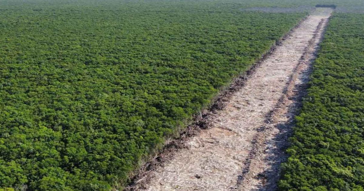 Sedatu busca expropiar 38 hectáreas para el tramo 5 del Tren Maya Sedatu busca expropiar 38 hectáreas para el tramo 5 del Tren Maya
