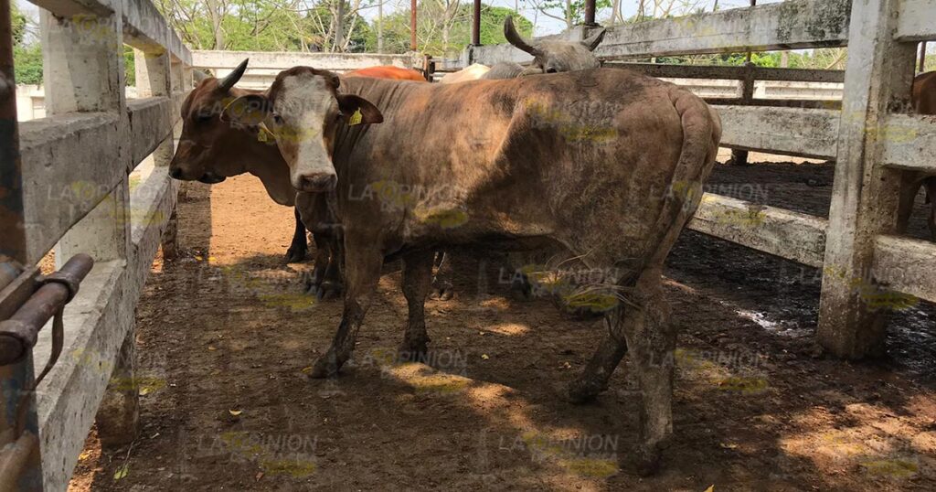 Estiaje genera una baja en las ventas del ganado