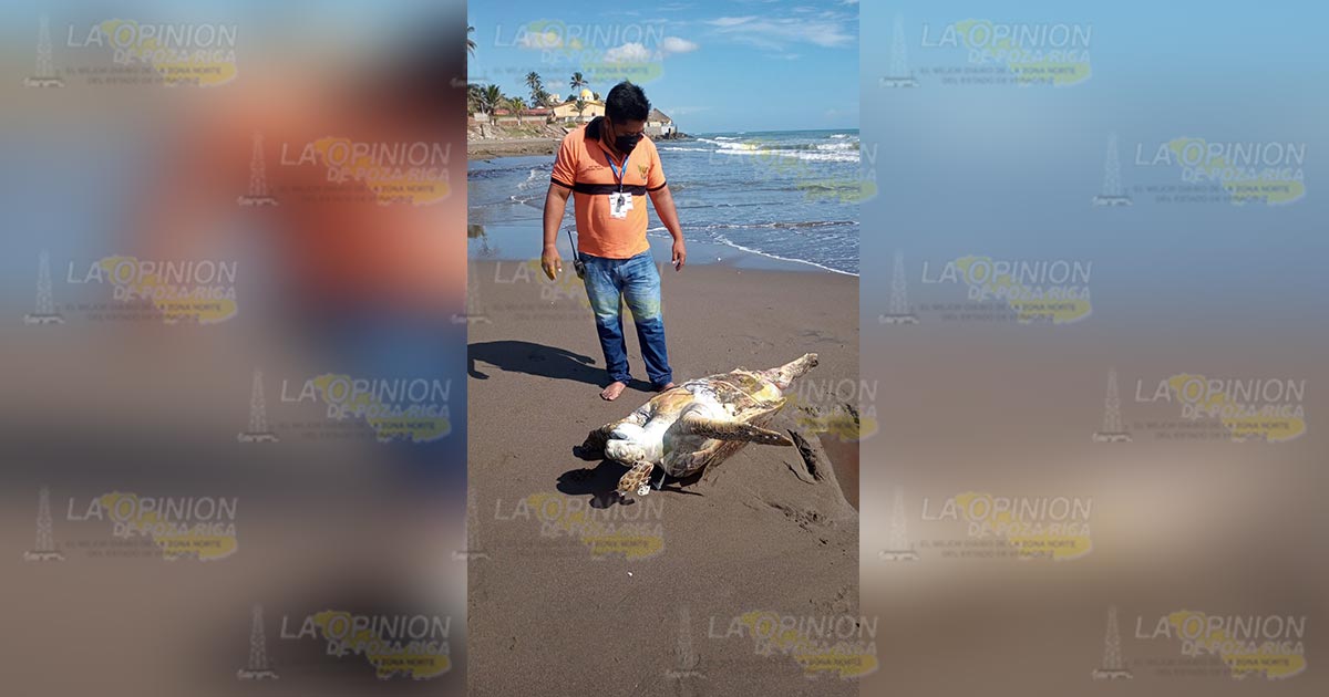 Encuentran sin vida a tortuga Lora