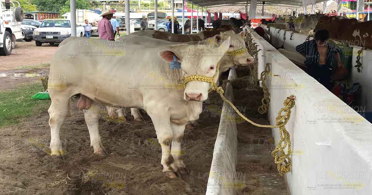 Impulsan el hato ganadero con exposición en la feria
