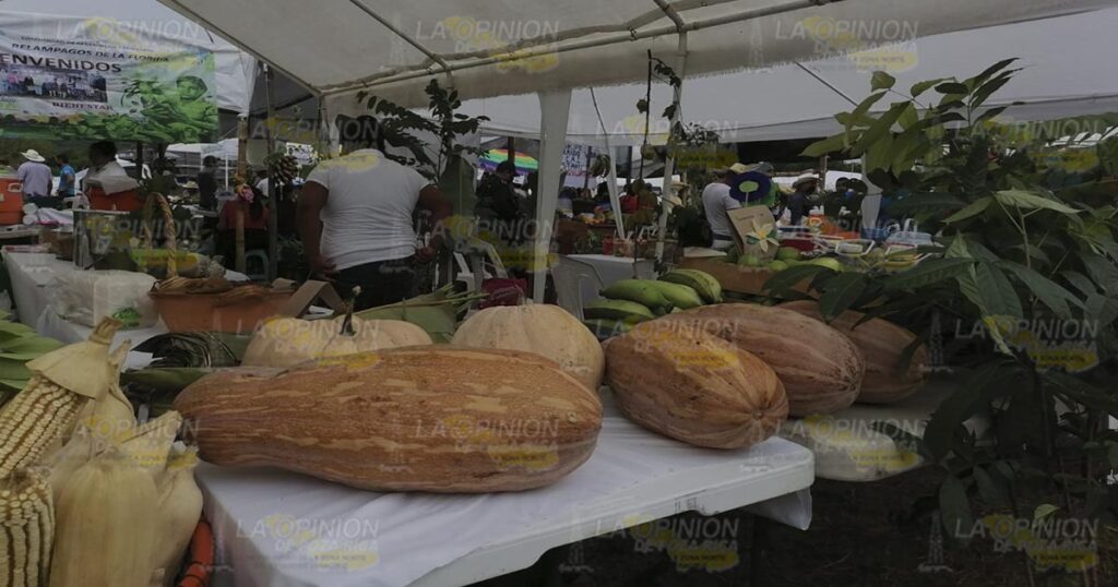 Campesinos de Coatzintla exhibirán sus productos del programa Sembrando Vida
