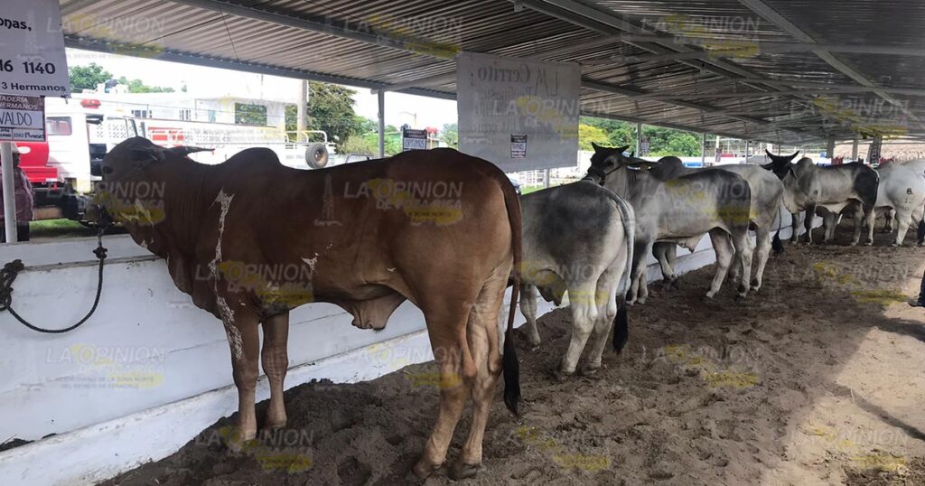 Impulsan el hato ganadero con exposición en la feria