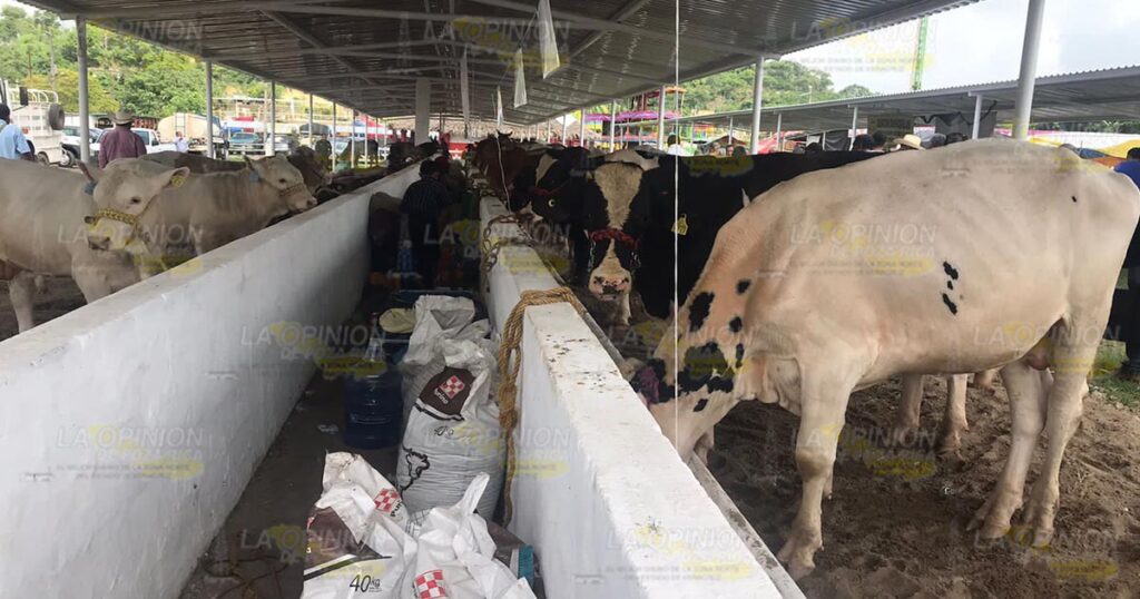 Impulsan el hato ganadero con exposición en la feria