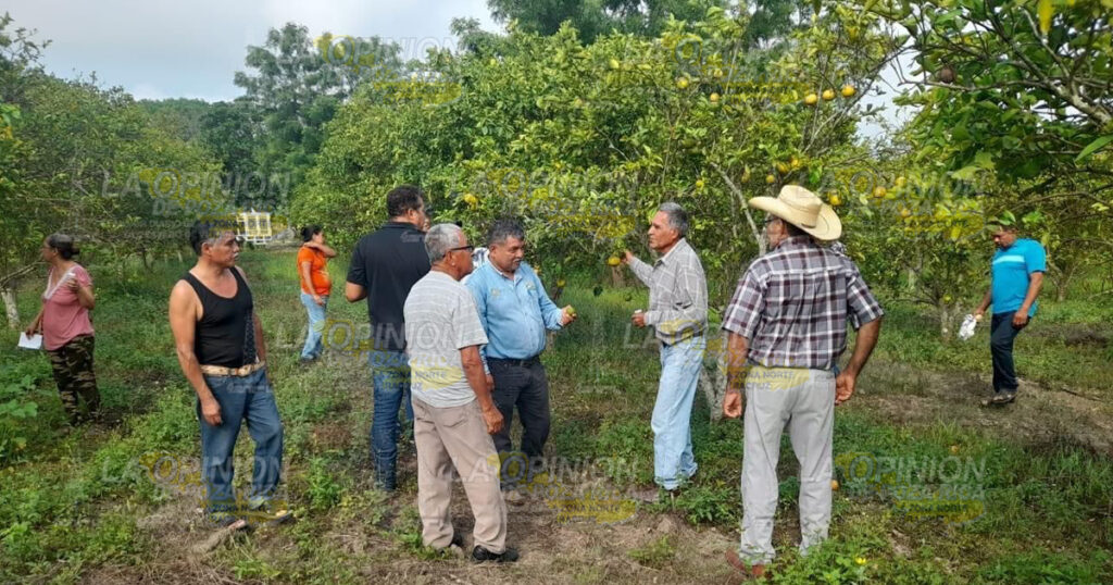 HLB y VTC una amenaza para citricultura en el Estado