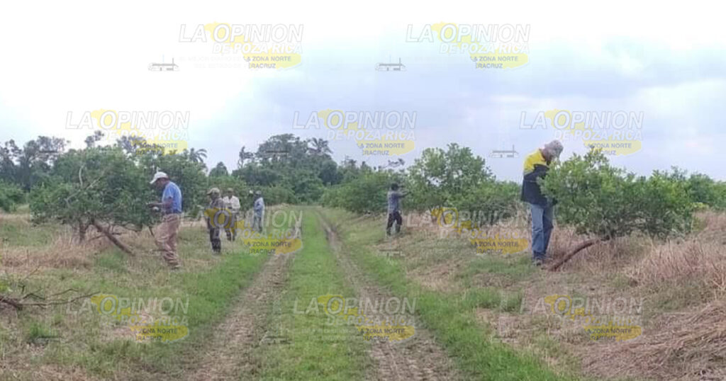 HLB y VTC una amenaza para citricultura en el Estado