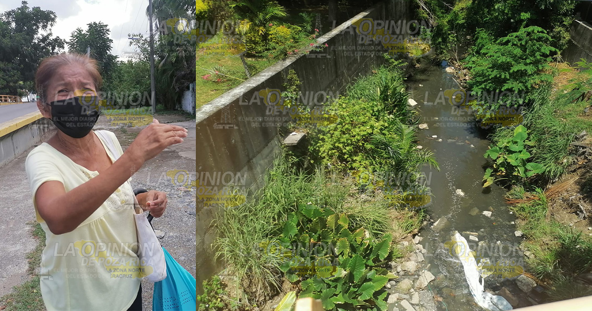 Monitorea PC Coatzintla, avistamiento de grandes cocodrilos en el arroyo Cocineros