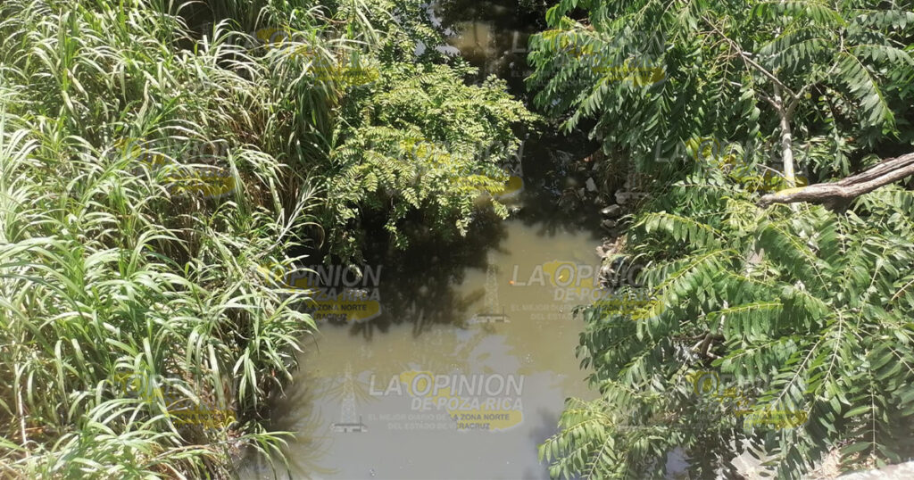 Monitorea PC Coatzintla, avistamiento de grandes cocodrilos en el arroyo Cocineros