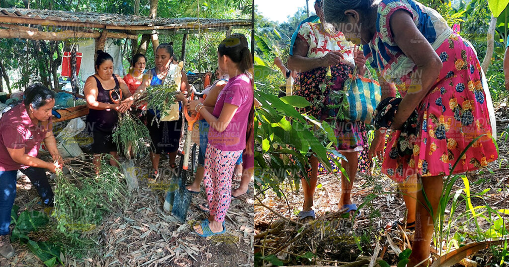 Impulsan polinización en producción agrícola