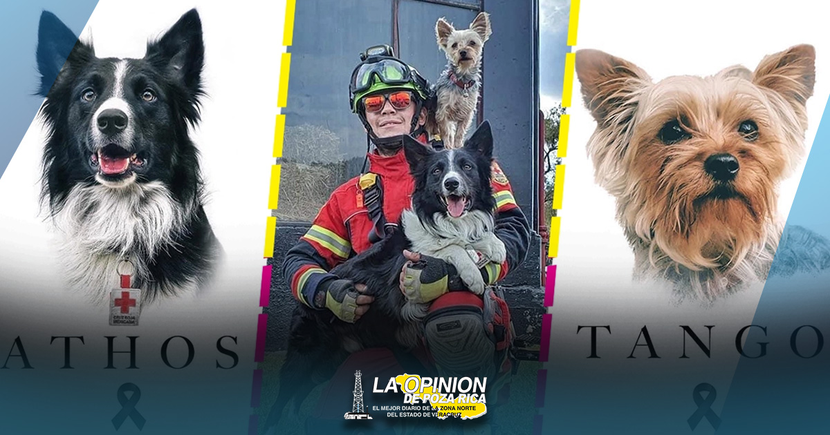 Dan 10 años de prisión a hombre que asesinó a perros rescatistas Dan 10 años de prisión a hombre que asesinó a perros rescatistas en Querétaro