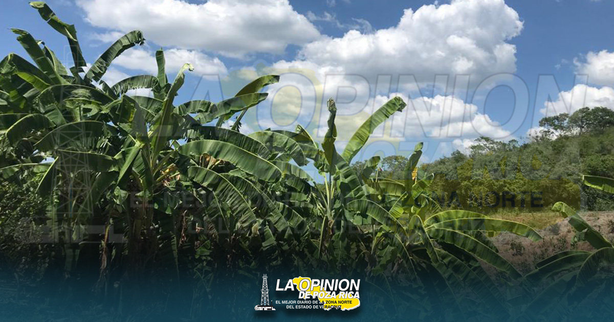 Tardó un año en llegar el apoyo Tardó un año en llegar el apoyo