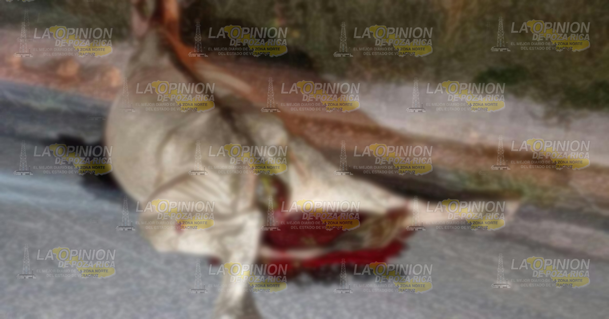 ¡Embiste a semoviente!