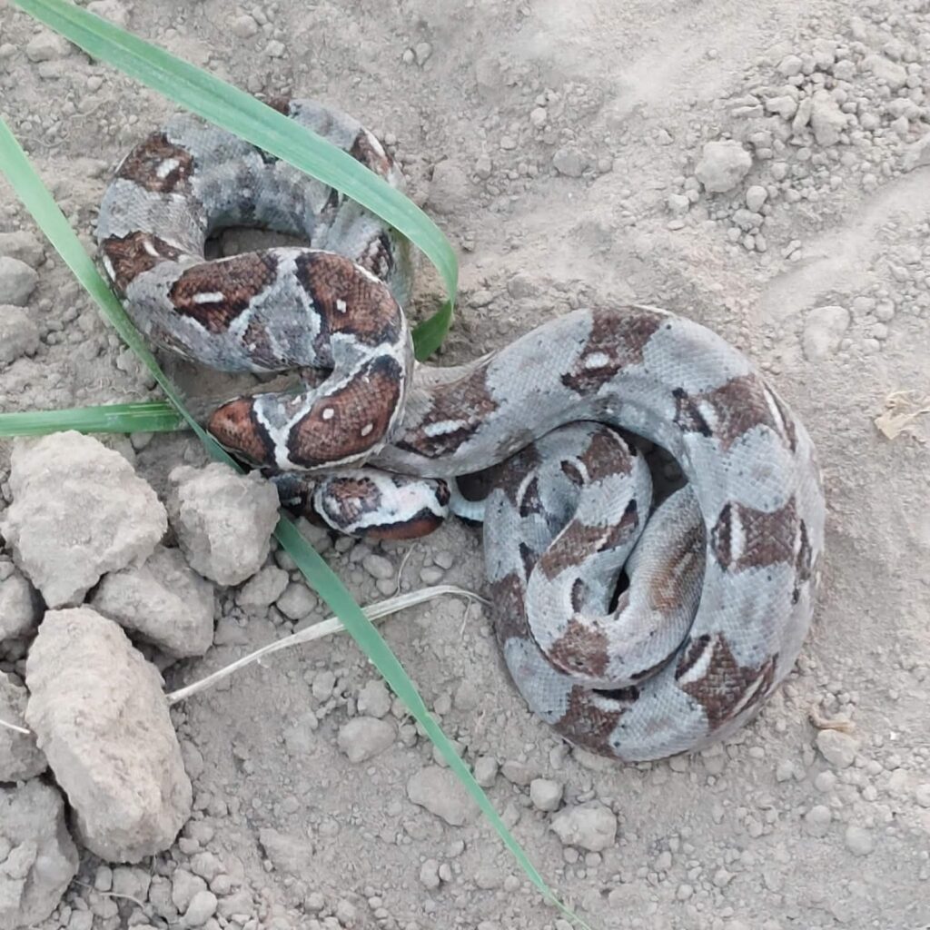 Se salva del ataque de una serpiente