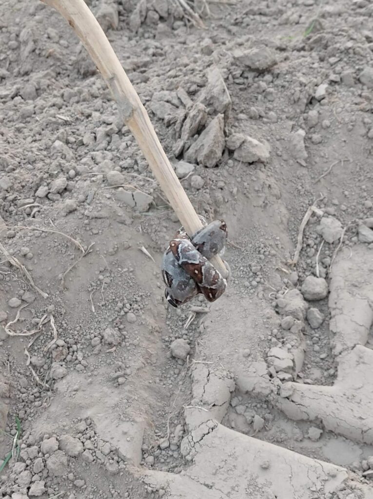 Se salva del ataque de una serpiente