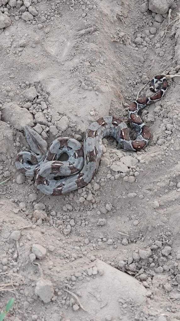 Se salva del ataque de una serpiente