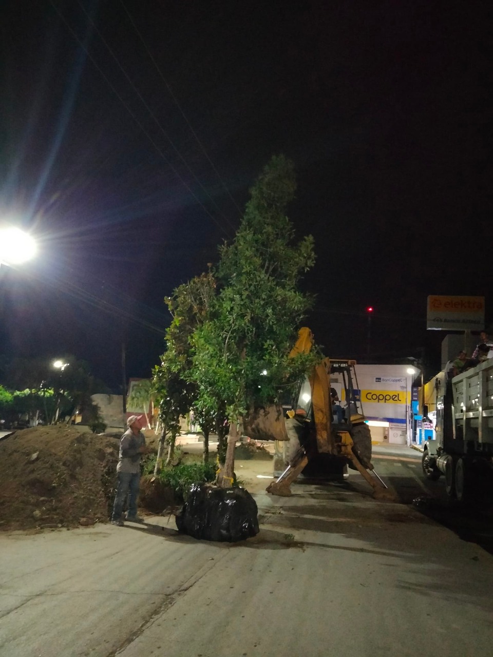 Nuevos árboles al Parque 1º. de Mayo