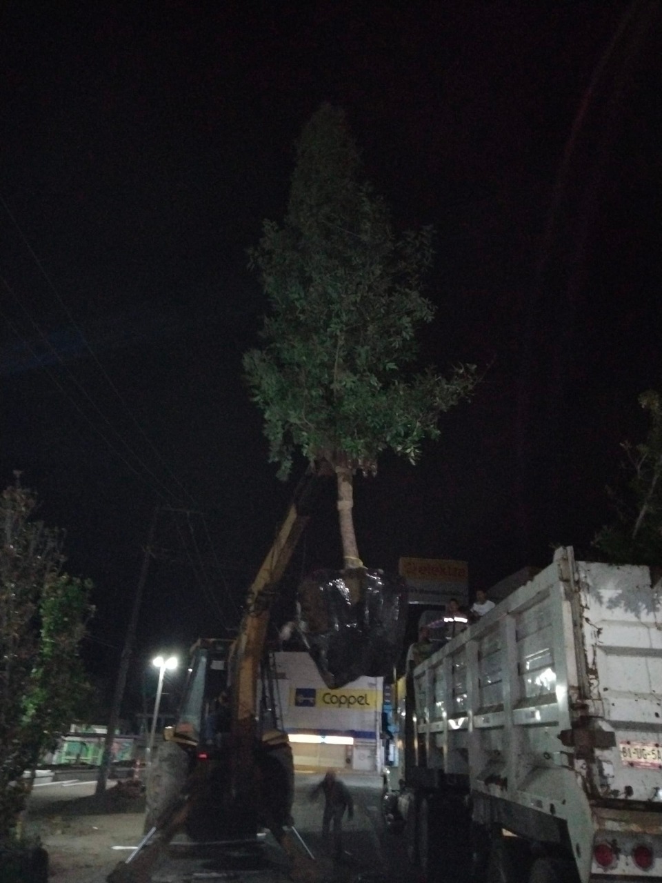 Nuevos árboles al Parque 1º. de Mayo