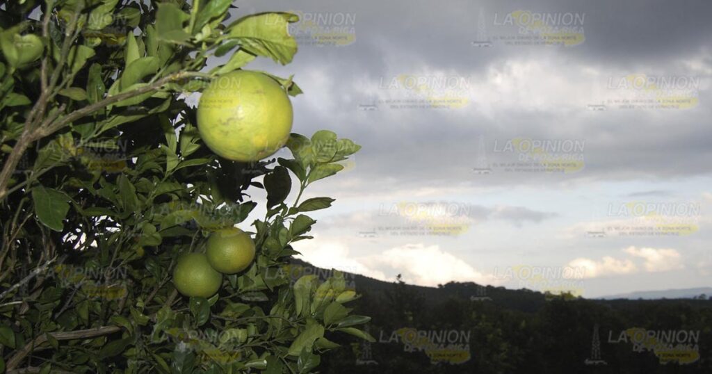 Periodo crítico para los citricultores