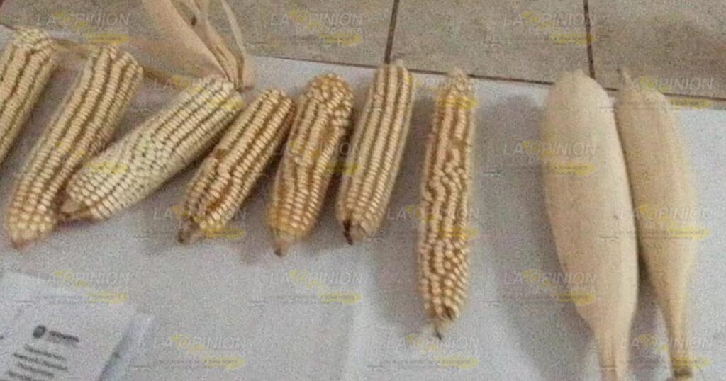 Interesante foro regional agroecológico del cultivo de maíz, en Coatzintla