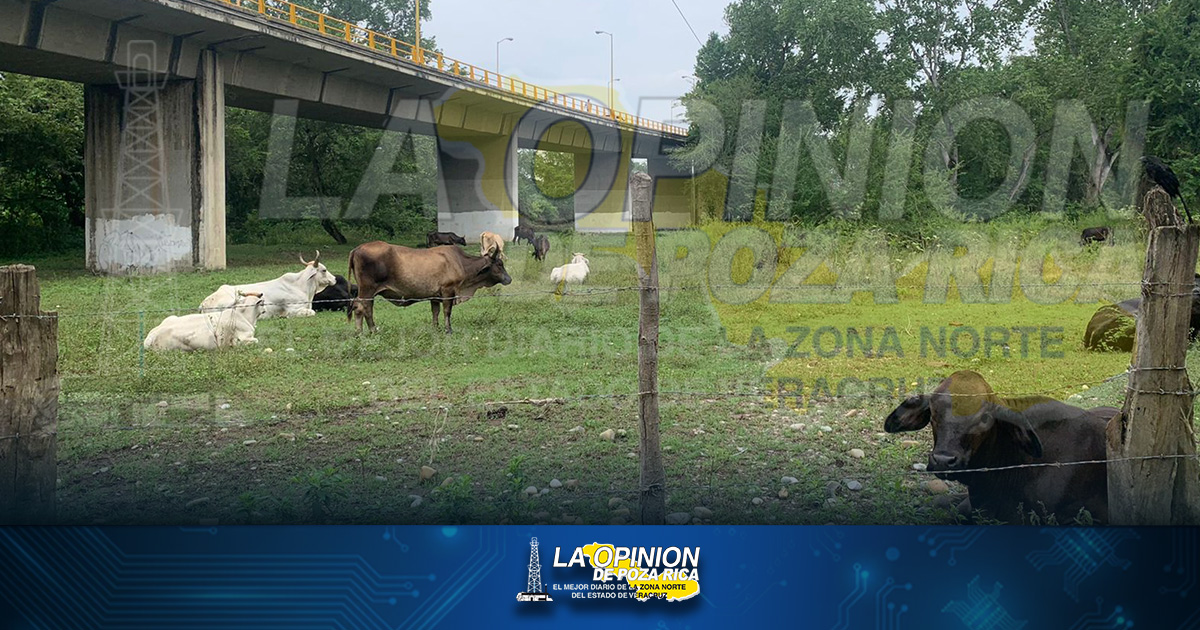 Abigeato afecta a productores locales