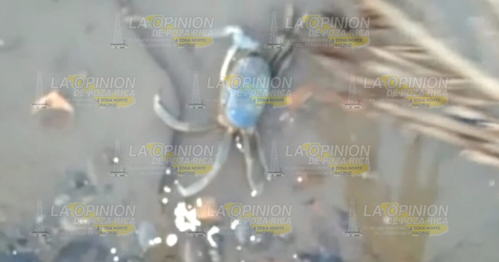 Criminal matanza de cangrejo azul en playas y esteros de Cazones