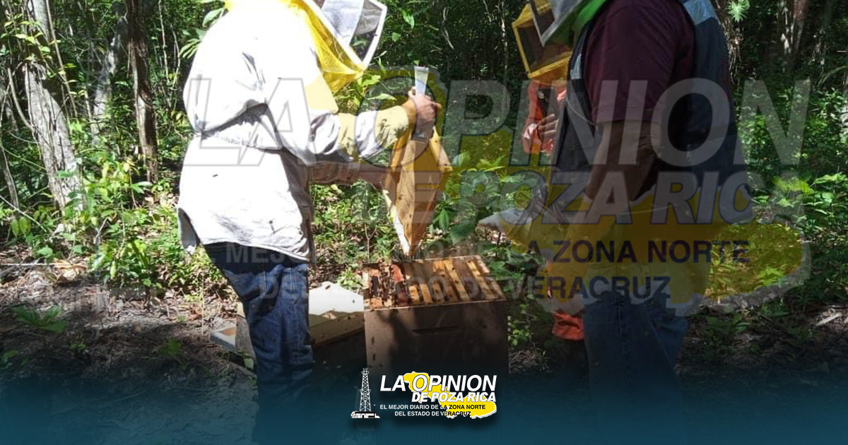Impulsan sector apícola para aperturar nuevos mercados Impulsan sector apícola para aperturar nuevos mercados