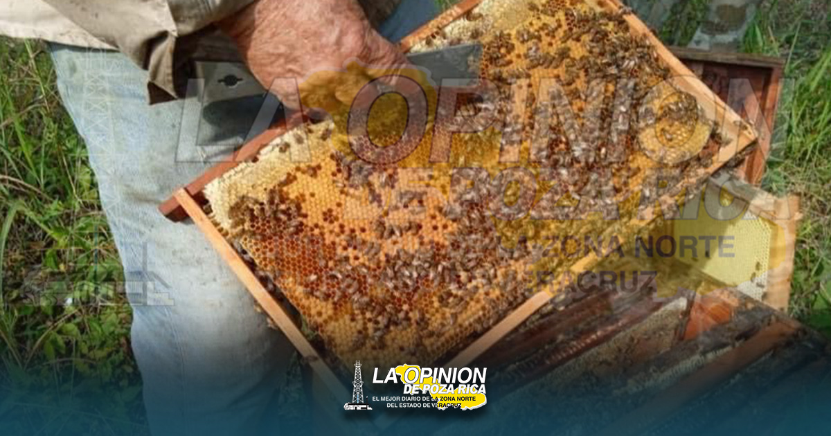 Impulsan sector apícola para aperturar nuevos mercados Impulsan sector apícola para aperturar nuevos mercados