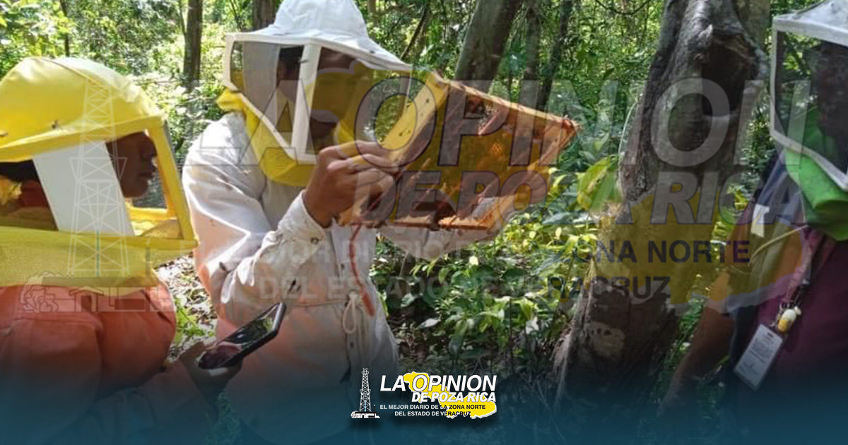 Impulsan sector apícola para aperturar nuevos mercados Impulsan sector apícola para aperturar nuevos mercados