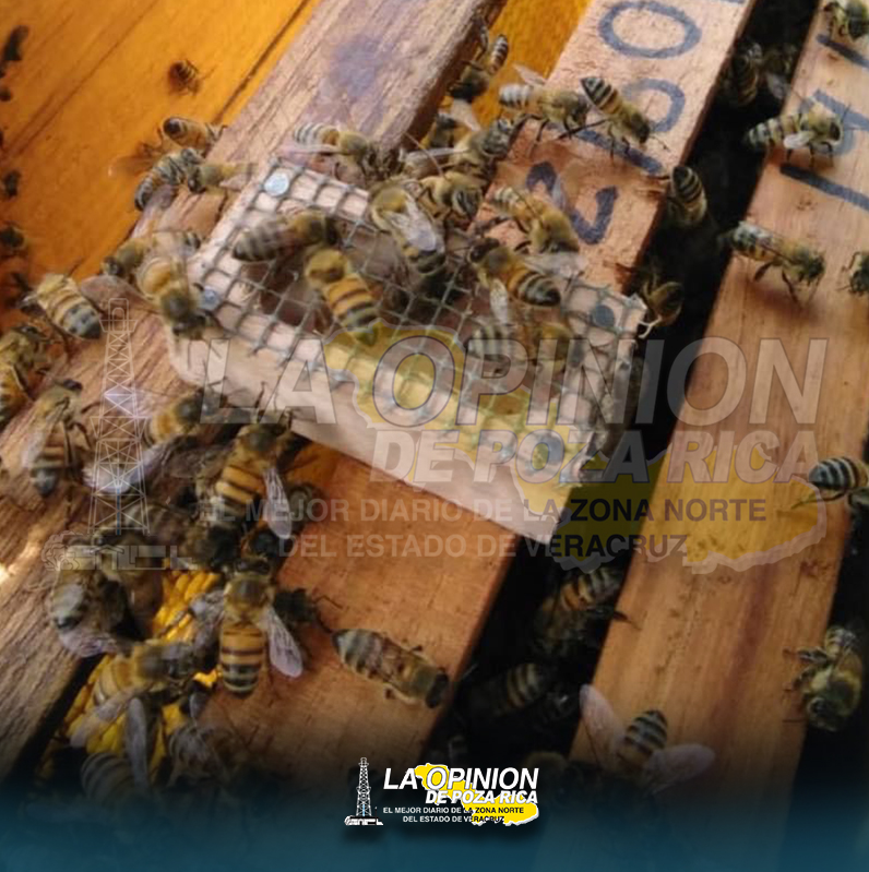 Impulsan sector apícola para aperturar nuevos mercados