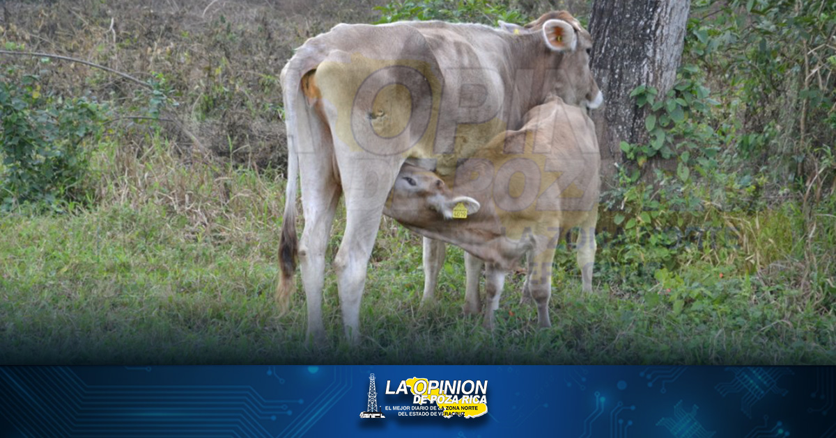 Pérdidas millonarias genera la parasitosis